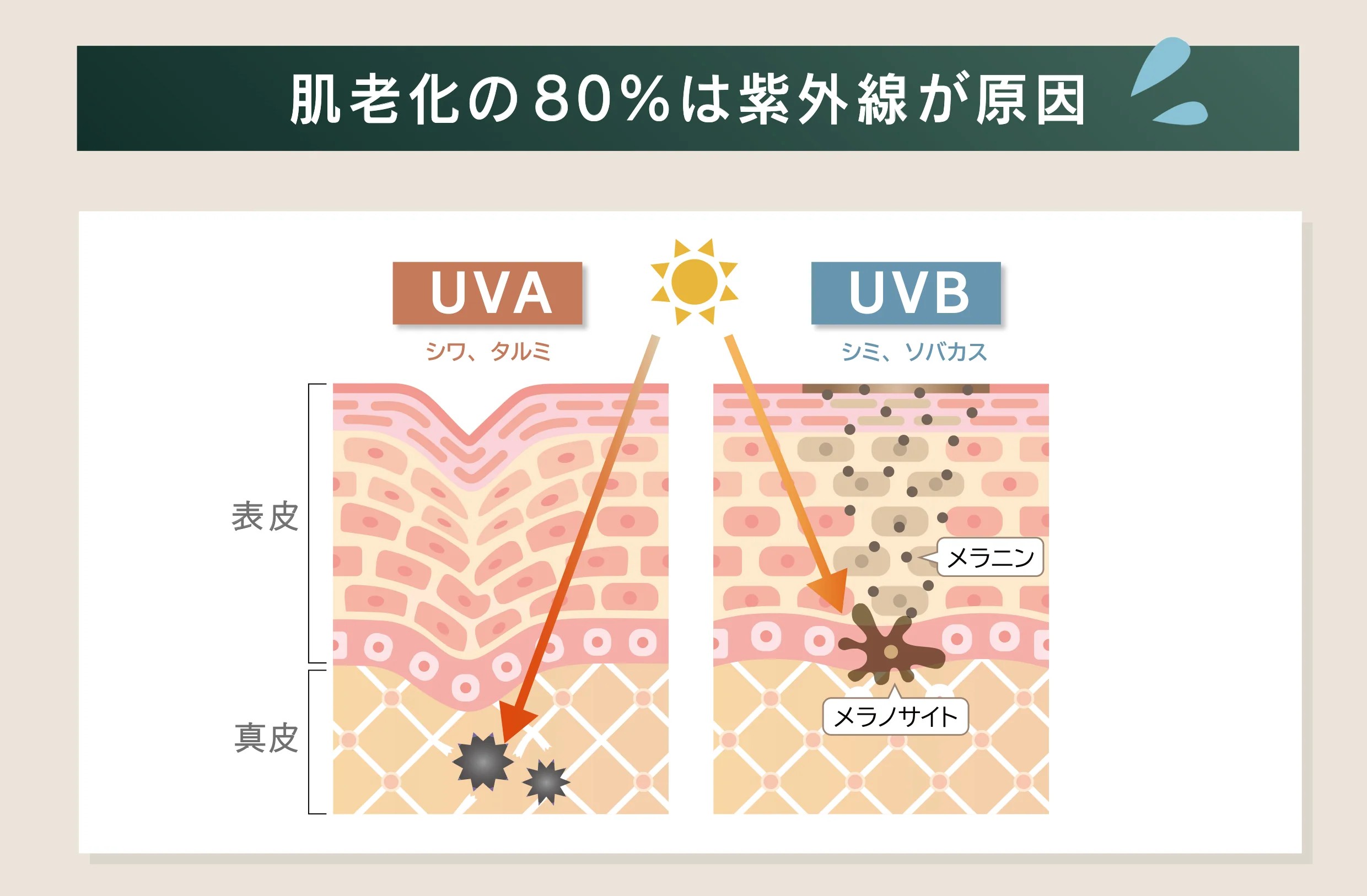 肌老化の80パーセントは紫外線が原因