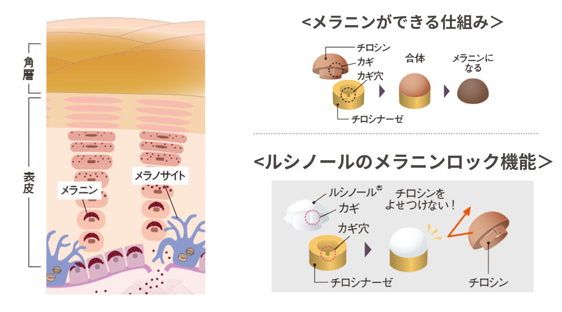 ダイ ブブライトセラム　メラニンができる仕組み