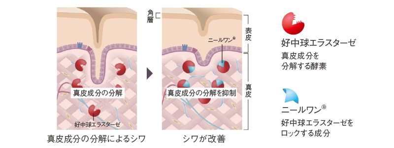 毛穴、たるみの仕組み