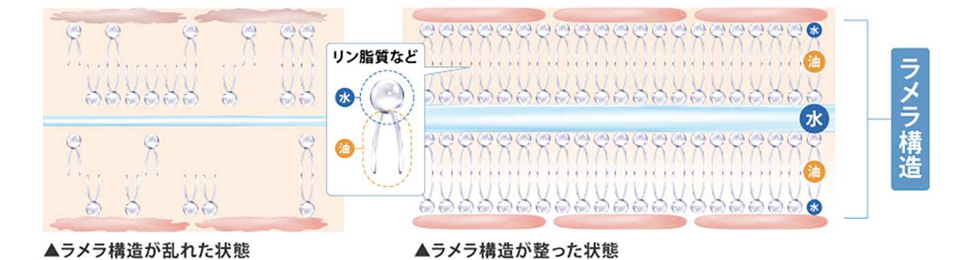 ラメラ構造